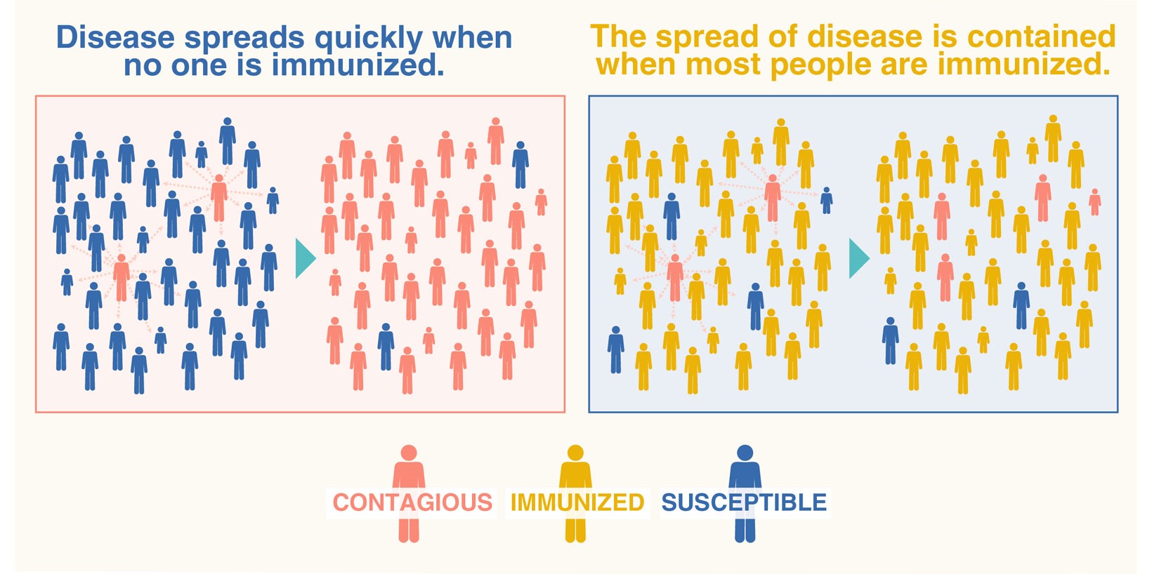 A graphic of two scenarios shows how community immunity works. On the right, the graphic indicates that many people are infected because disease spreads quickly when no one is immunized. On the left, the graphic shows that the spread of disease is contained when most people are immunized.