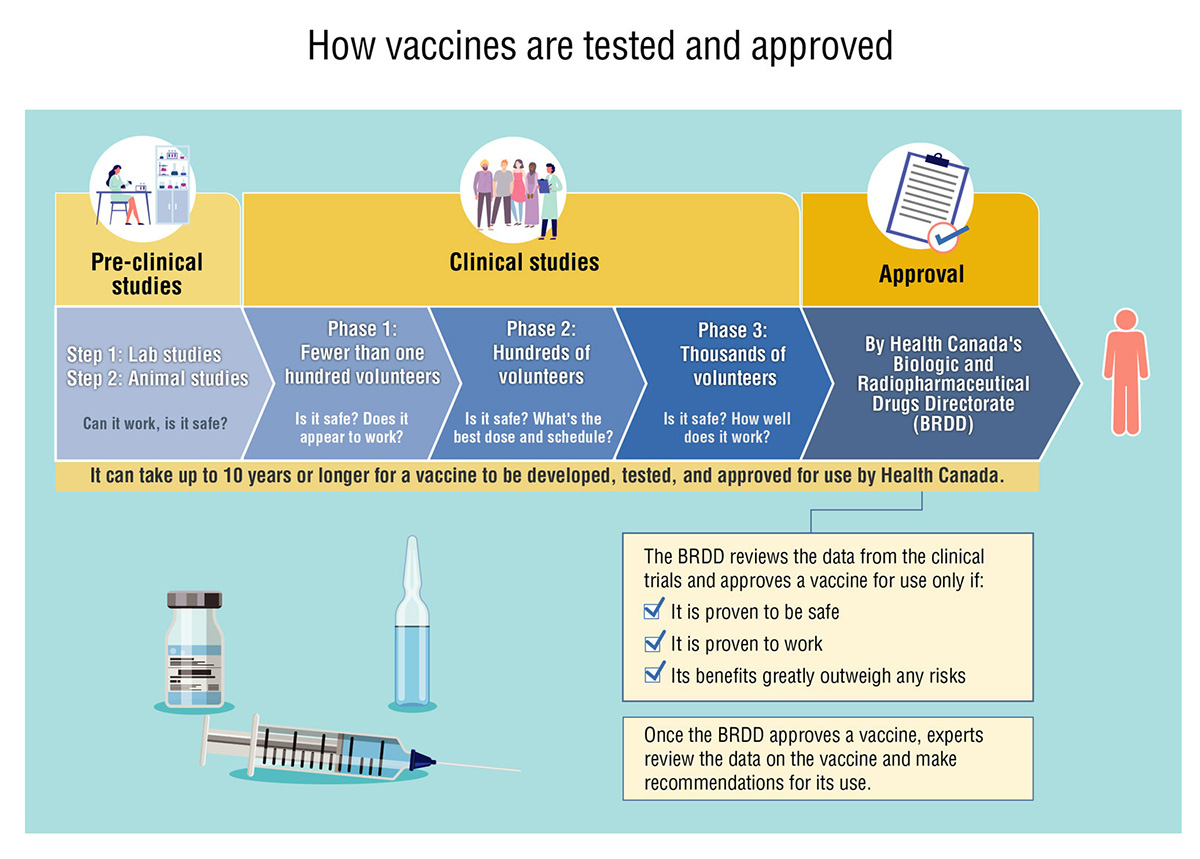 A graphic demonstrating the steps and phases of pre-clinical studies, clinical studies and the final approval of vaccines.